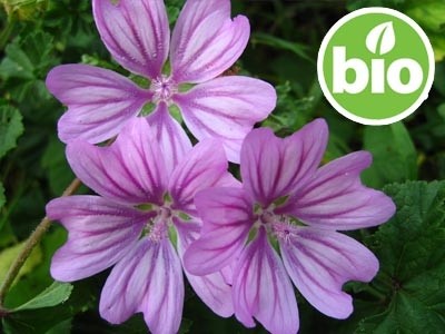 Macerado de flores de Malva en Girasol BIO