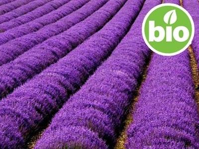 Aceite Macerado de Lavanda BIO en Oliva BIO