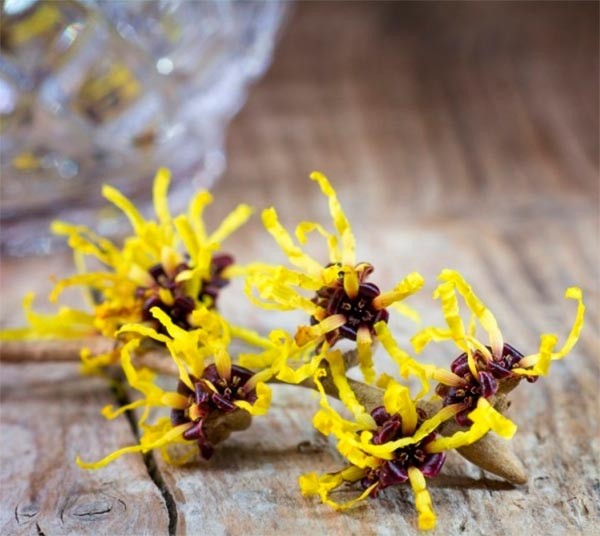 Agua de Hamamelis