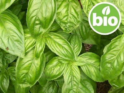 Aceite Esencial de Albahaca Exótica BIO - Qt Metilchavicol