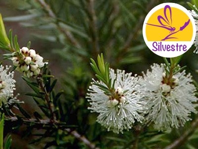 Aceite Esencial de Árbol del té Australiano - Silvestre