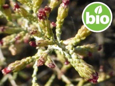 Artemisa Blanca BIO