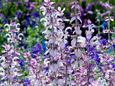 Salvia Sclarea - Salvia Romana