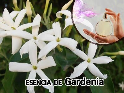 Esencia Aromática de Jazmín