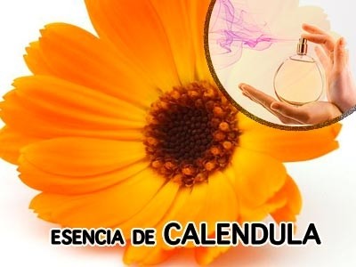 Esencia de Caléndula