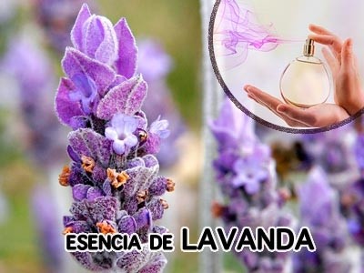 Esencia de Lavanda