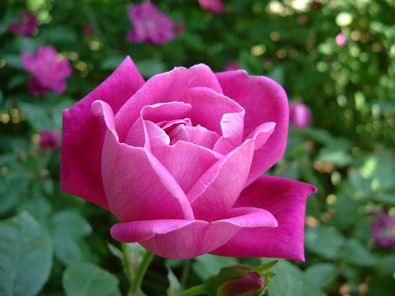 Fragancia de Rosa Bouquet