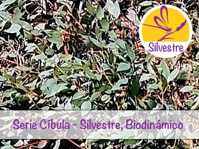 Aceite Esencial de Eucalipto Menta - Silvestre