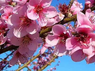 Fragancia de Flor de Melocotón