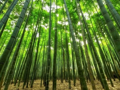 Fragancia Bosques de Bambú