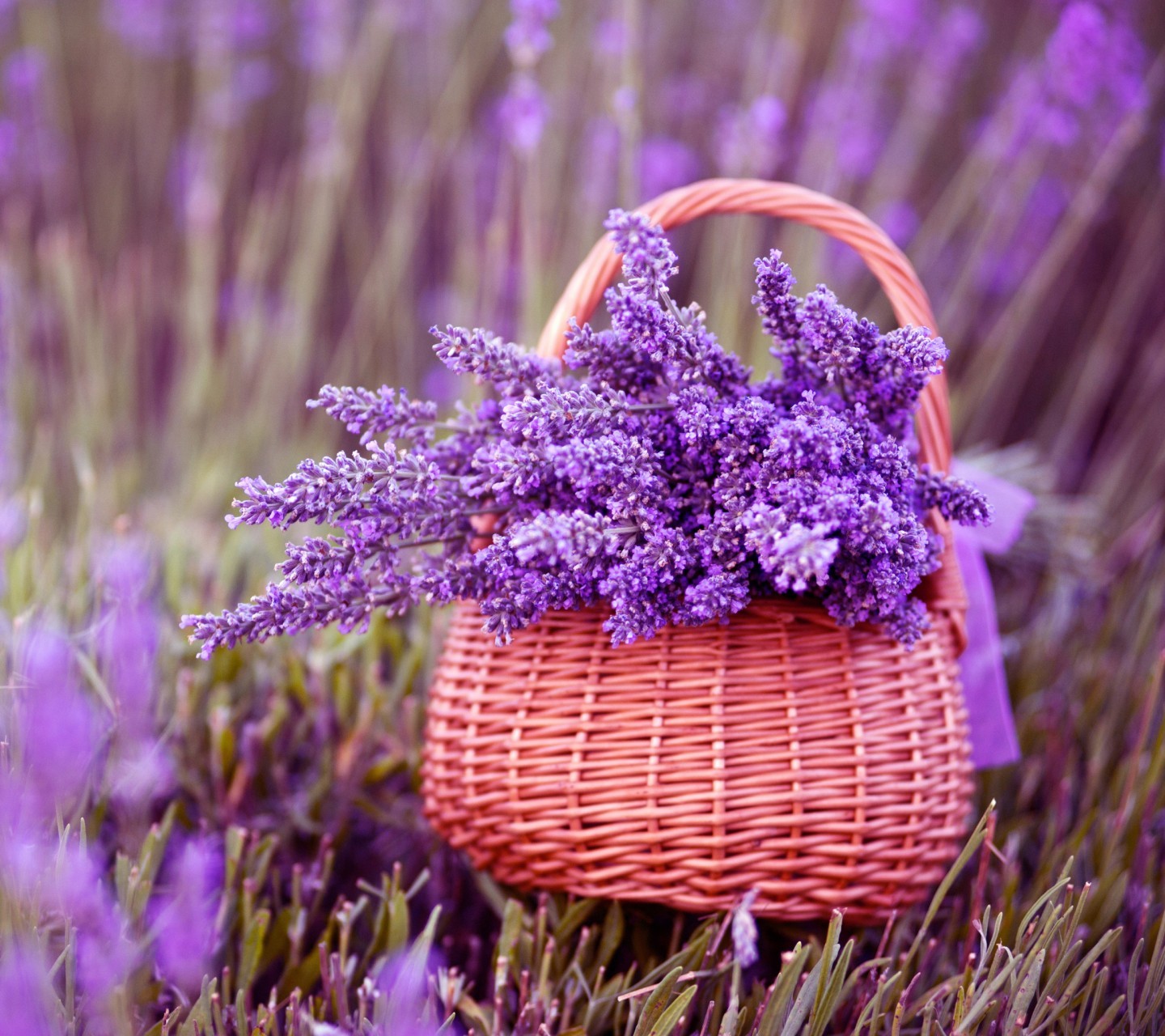 Fragancia de Lavanda