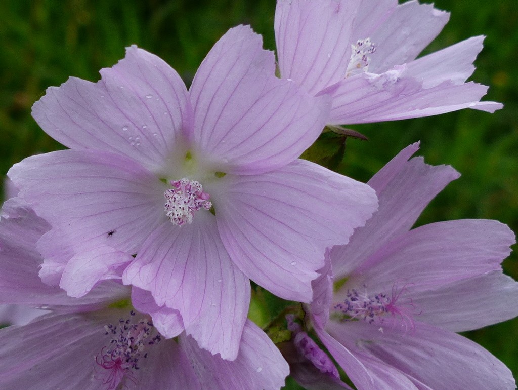 Fragancia de Almizcle Blanco / Musk