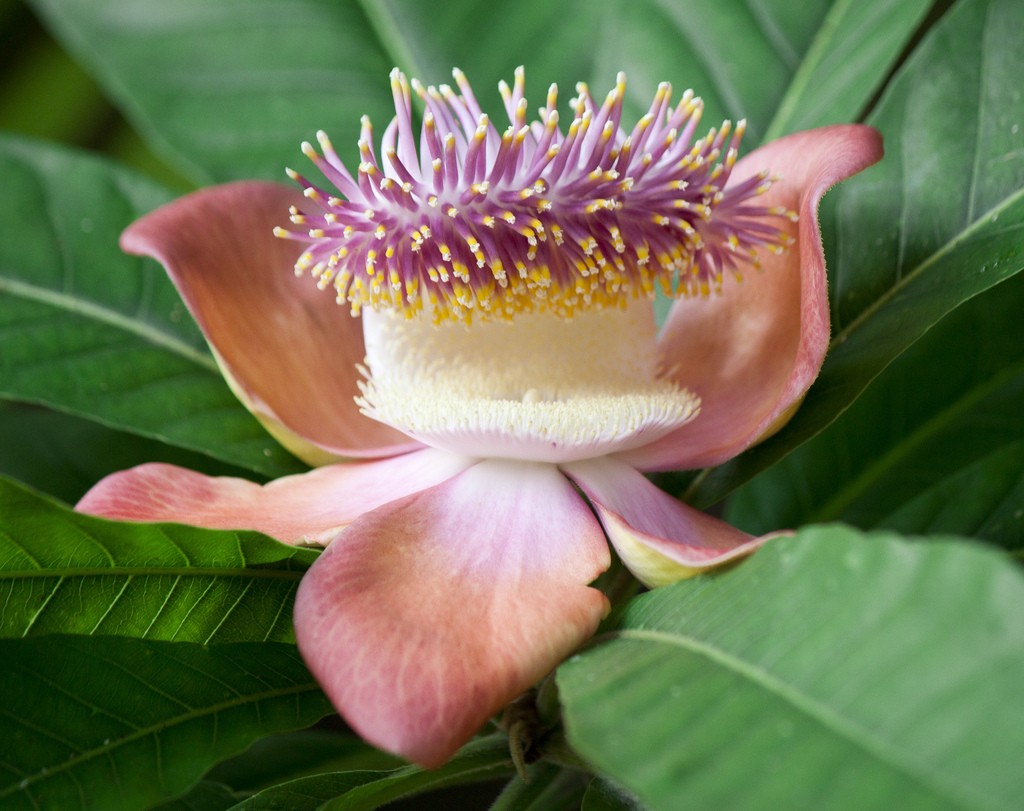 Fragancia de Flor de Champa