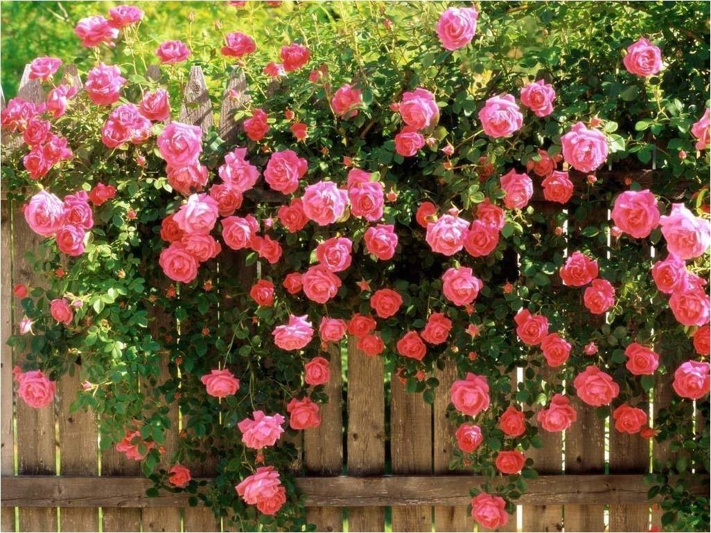 Fragancia de Rosa de jardín