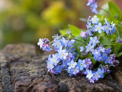 Fragancia de Flor de No me olvides