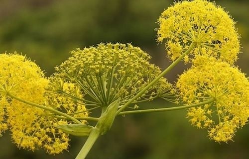 Aceite Esencial de Gálbano