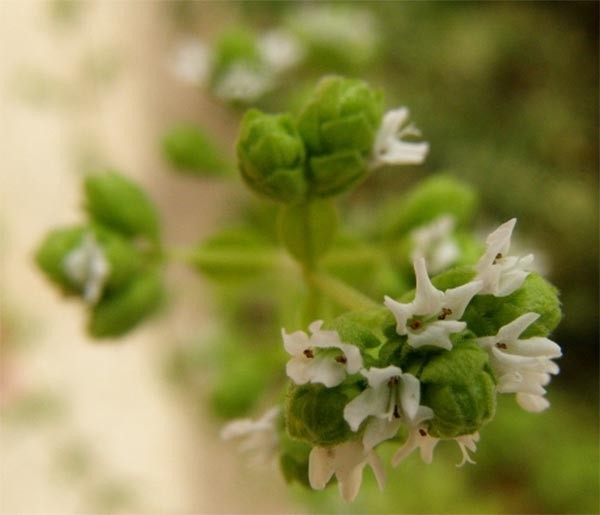 Hidrolato de Mejorana Española BIO