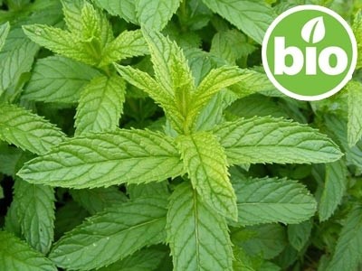 Menta Piperita BIO