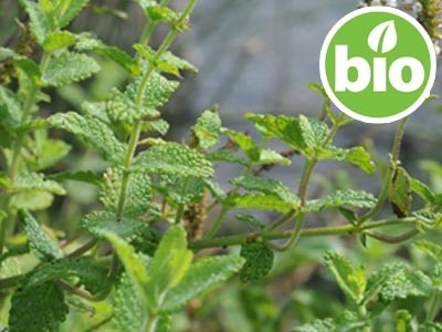 Hierbabuena BIO - Mentha Spicata