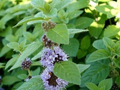 Mentha Arvensis - Menta de Campo