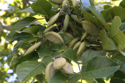 Aceite de Karanja de 1ª presión