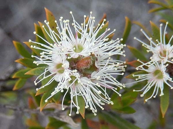 Aceite Esencial de Kunzea Silvestre