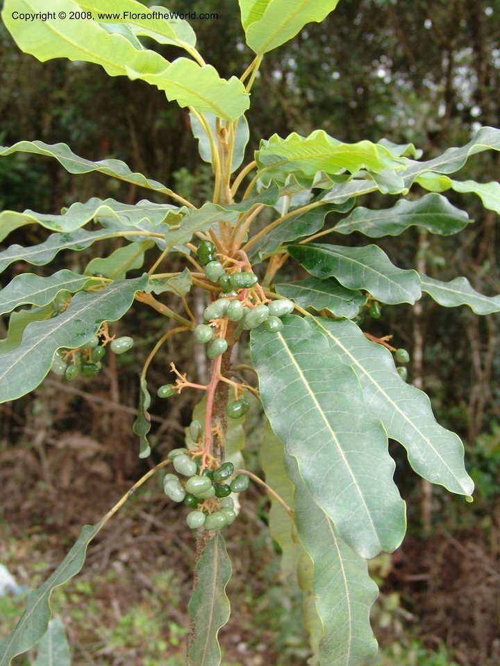 Aceite Esencial de Issa Silvestre y BIO 