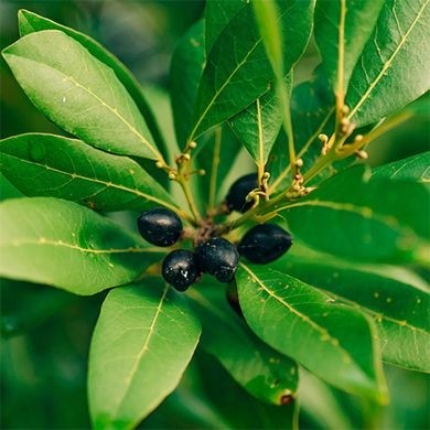 Aceite / Manteca de Laurel de 1ª Presión en frio BIO