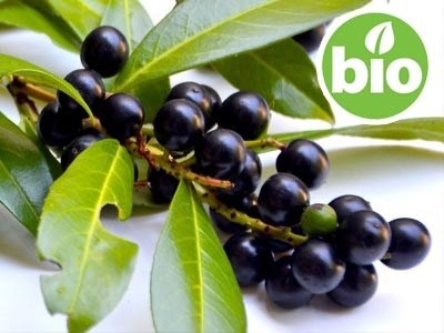 Aceite esencial de Laurel BIO - Laurus nobilis