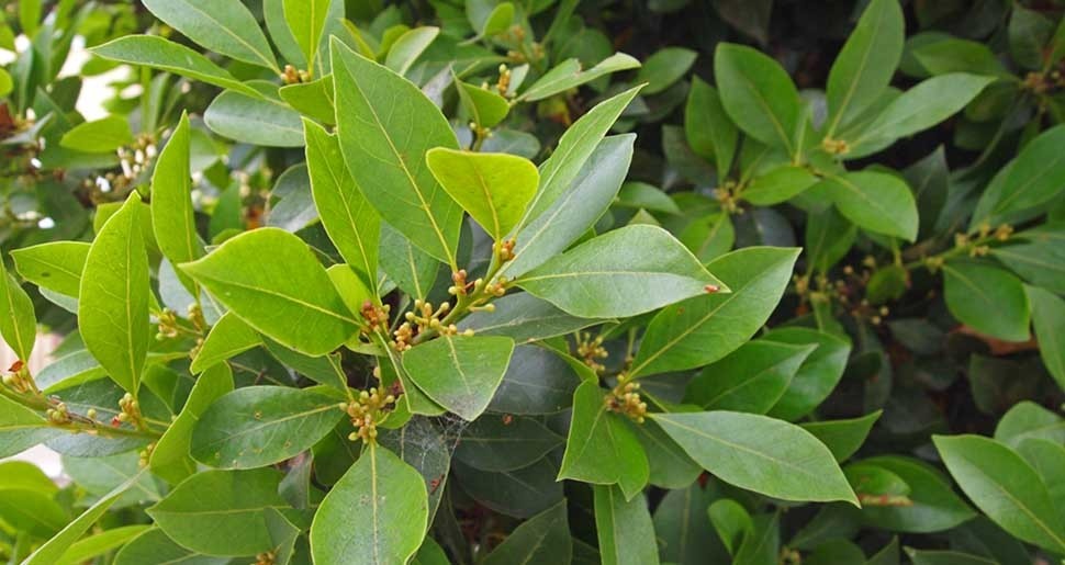 Hidrolato de Laurel BIO - Microfiltrado