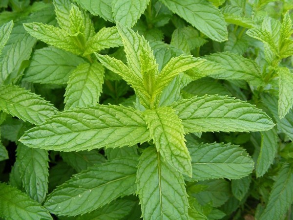 Hidrolato de Menta BIO