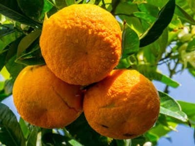 Aceite Esencial de Naranja Amarga