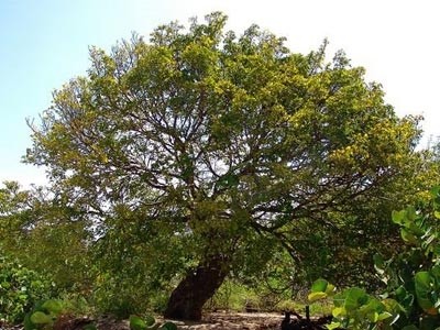 Aceite Esencial de Guiaco Palo