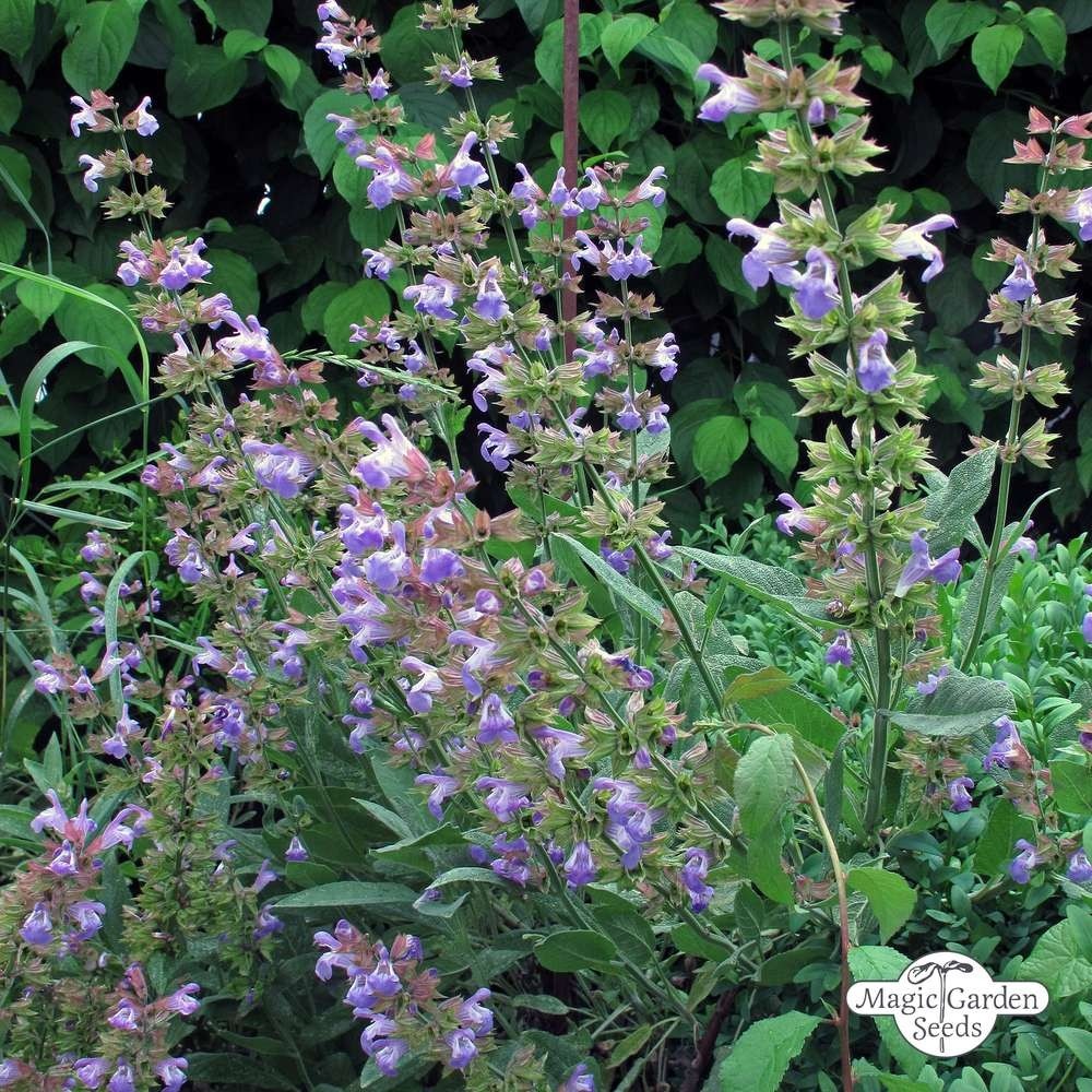 Hidrolato de Salvia Officinalis BIO