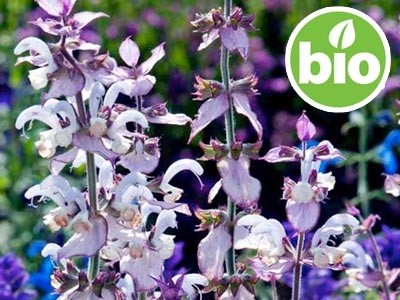 Salvia Romana BIO - Salvia sclarea