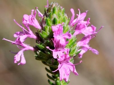 Orégano Español Thymbra capitata BIO