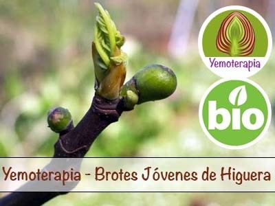 Higuera Brotes Jóvenes - Yemoterapia