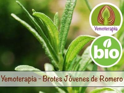 Romero Brotes Jóvenes - Yemoterapia