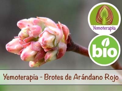 Arándano rojo Brotes Jovenes - Yemoterapia