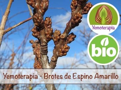 Espino Amarillo Brotes Jóvenes - Yemoterapia
