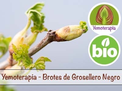 Grosellero Negro Brotes - Yemoterapia