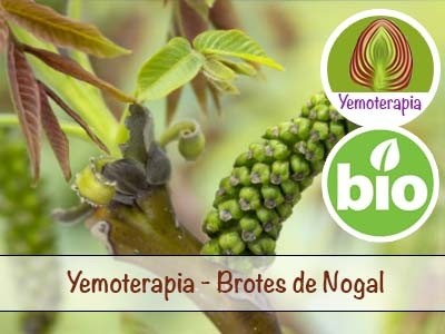 Nogal Brotes Jóvenes - Yemoterapia