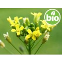 Aceite de Camelina Sativa Virgen de 1ª presión BIO