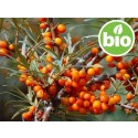 Aceite de Espino Amarillo extracción CO2 - BIO