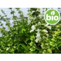 Aceite Esencial de Albahaca Dulce BIO - Qt Linalol