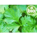 Aceite Esencial de Cilantro BIO - Semillas