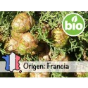Aceite Esencial de Ciprés de Provenza BIO -  Francia
