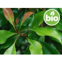 Aceite Esencial de Clavo BIO - Hojas