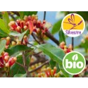 Aceite Esencial de Clavo de Botones florales frescos - Silvestre