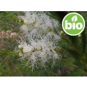 Aceite Esencial de Árbol del té BIO - Sudáfrica